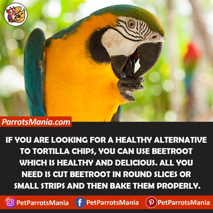 Healthy Alternative Of Tortilla Chips for parrots