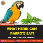 What herbs can parrots eat?