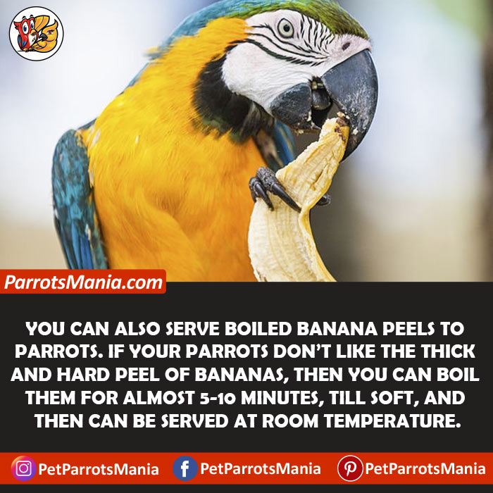 How Often Can Parrots Eat Banana Peels