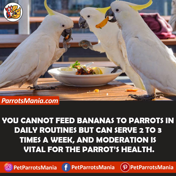 How Often Can Parrots Eat Bananas