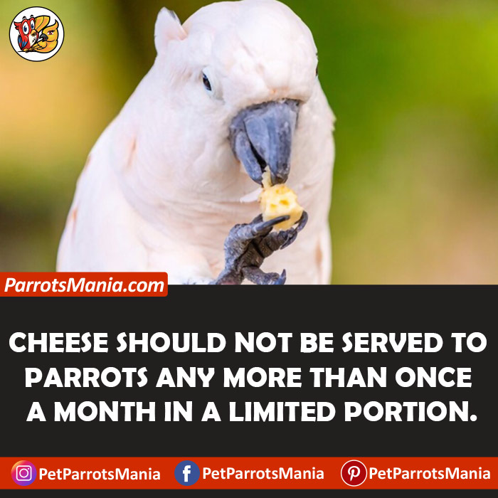 How Often Can Parrots Eat Cheese