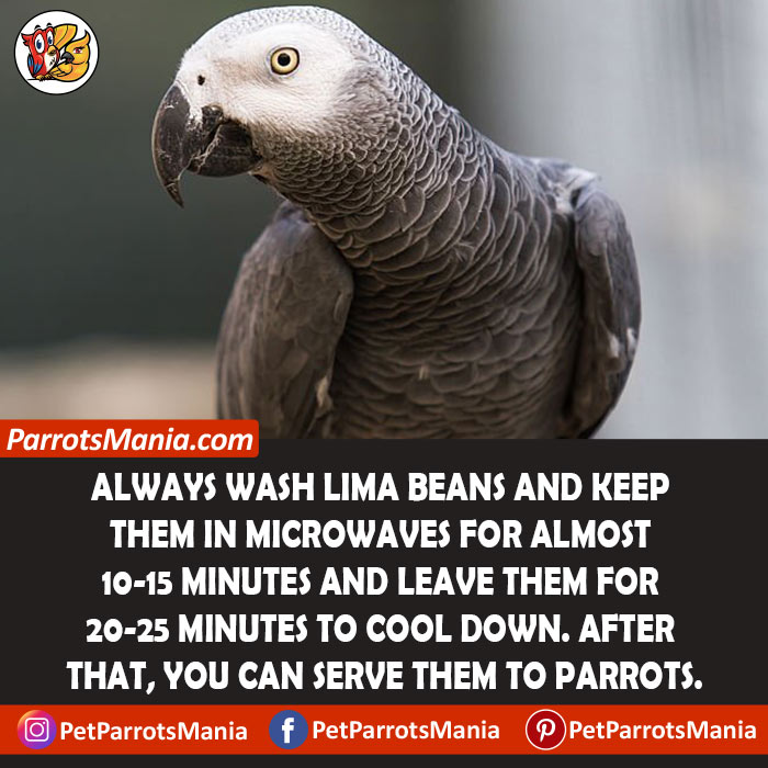 How Often Can Parrots Eat Lima Beans