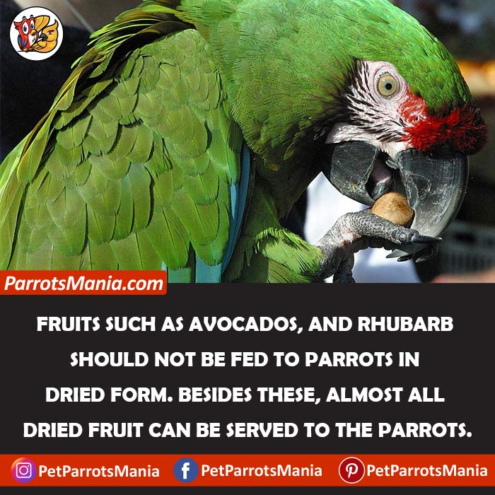 How To Serve Dried Fruits To Your Parrots