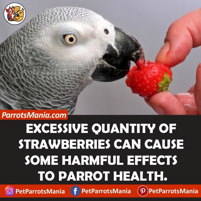 Is It Harmful To Feed Strawberries To Parrots