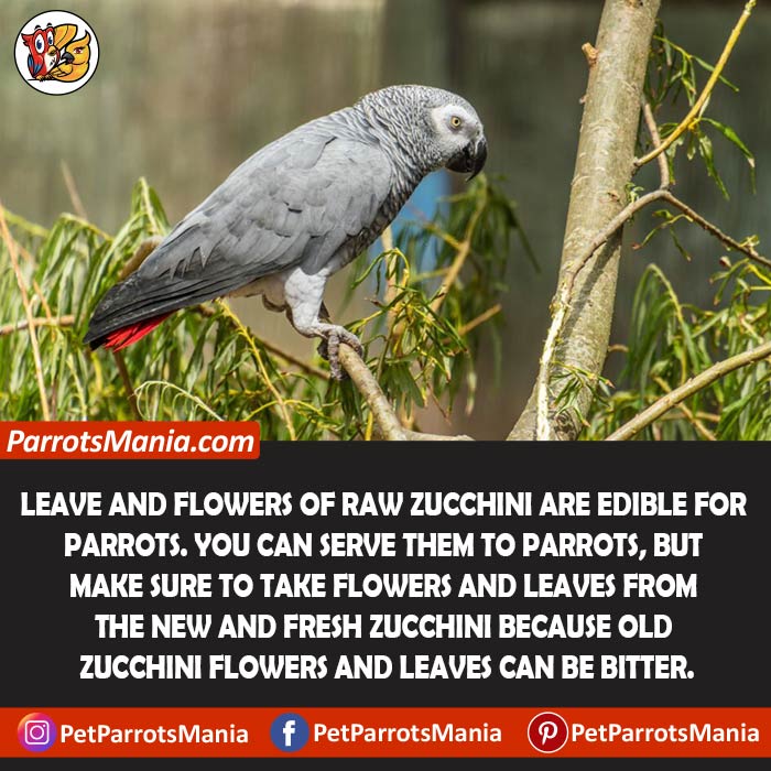 Leaves And Flowers Of Zucchini Edible For Parrots