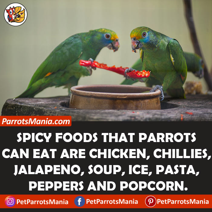 List Of Spicy Food Parrots Can Eat