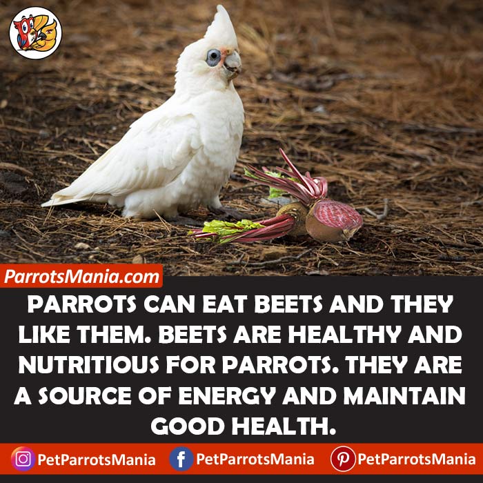 Nutrition Values Of Beets for parrots