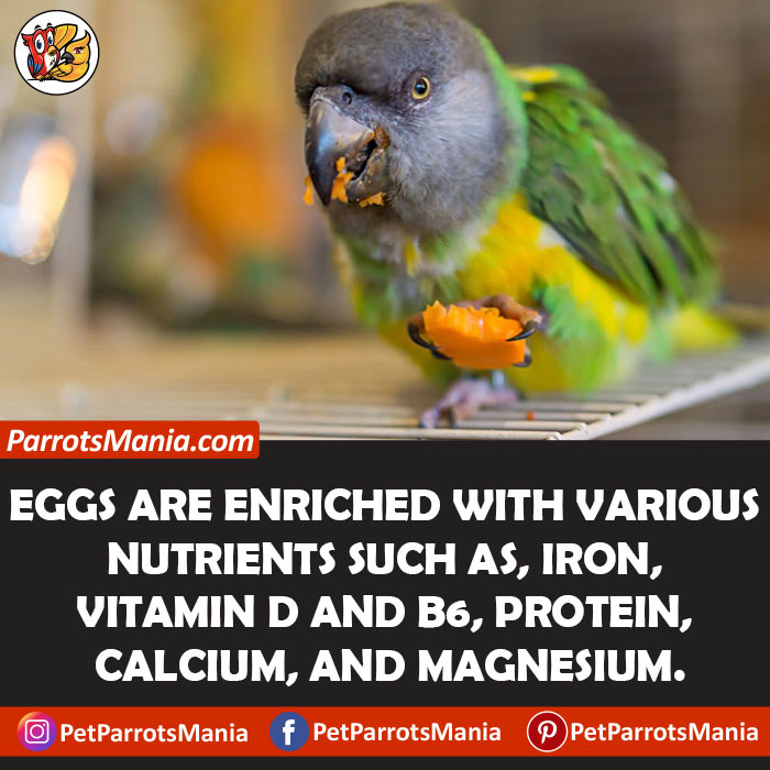 Nutritional Benefits Of Eggs for parrots