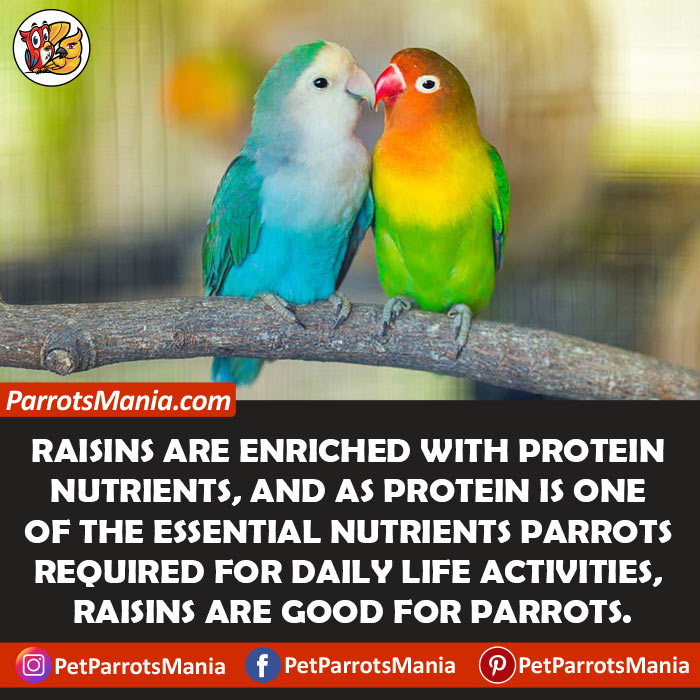 Nutritional Benefits Of Raisins For Parrots