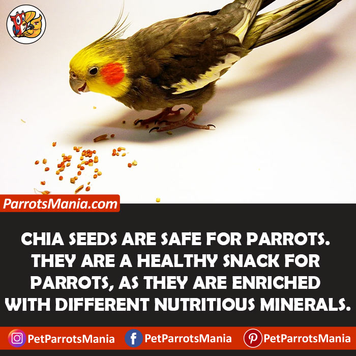 Nutritional values for parrots in chia seeds