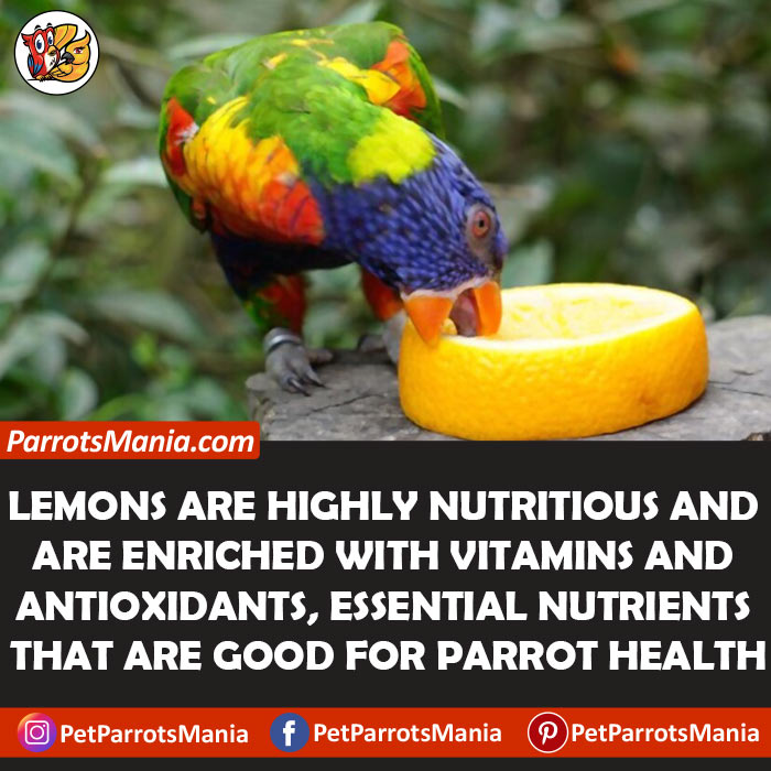 Nutritious Values Of Lemons for parrots
