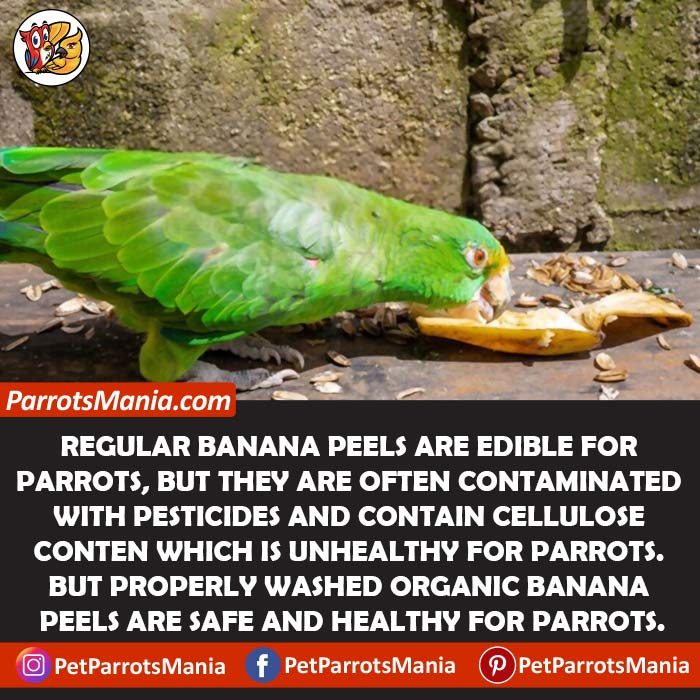 Organic Banana Peels for parrots