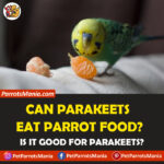 Can Parakeets Eat Parrot Food?