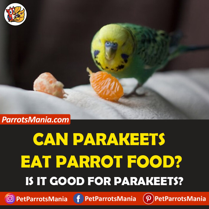Parakeets Eat Parrot Food