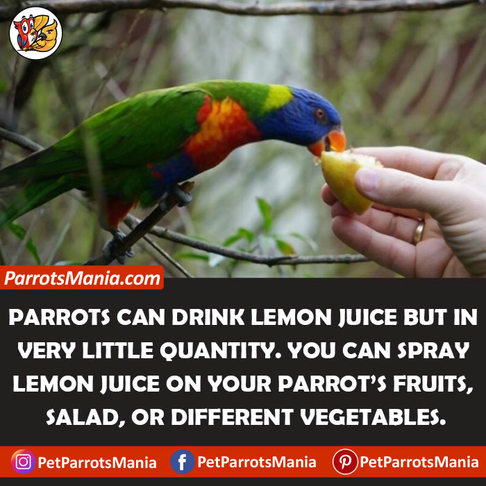 Parrots Drink Lemon Juice