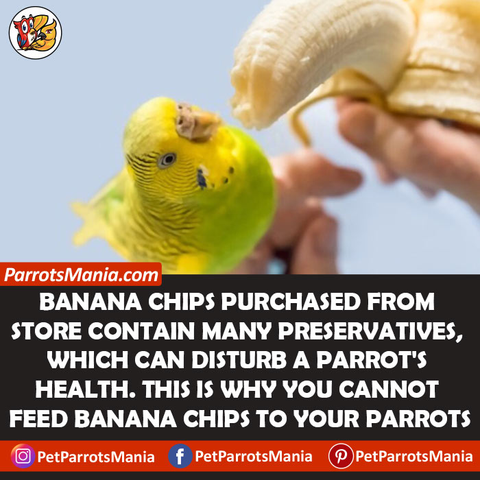 Parrots Eat Banana Chips