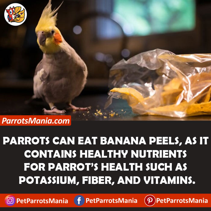 Parrots Eat Banana Peel