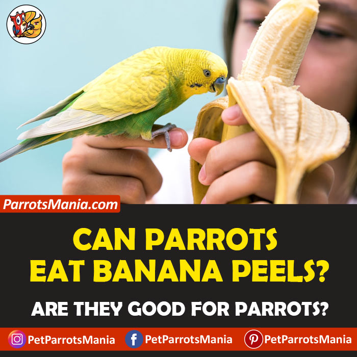 Parrots Eat Banana Peels