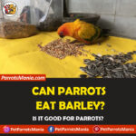 Can Parrots Eat Barley?