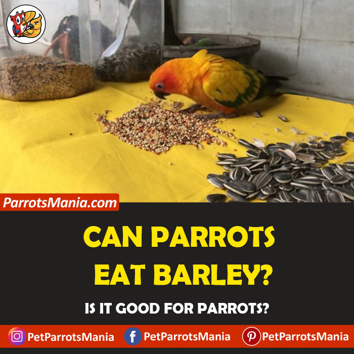 Parrots Eat Barley