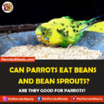 Can Parrots Eat Beans and Bean Sprouts? Are they Healthy for Parrots?