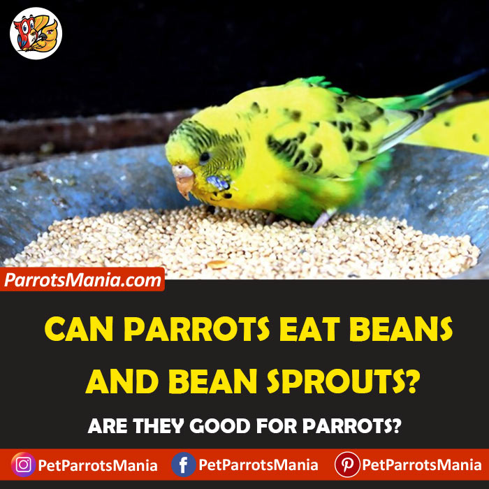 Parrots Eat Beans And Bean Sprouts