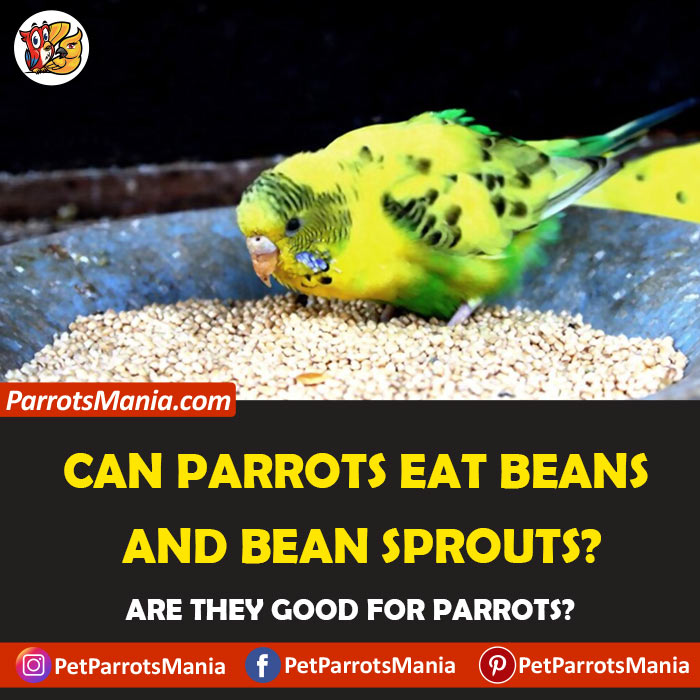 can-parrots-eat-beans-and-bean-sprouts-are-they-healthy