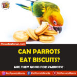 Can Parrots Eat Biscuits?