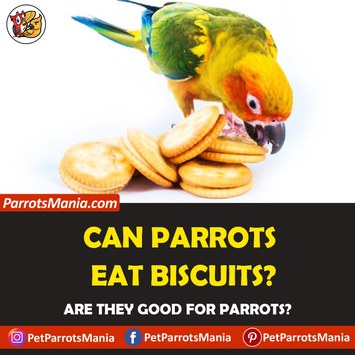 Parrots Eat Biscuits