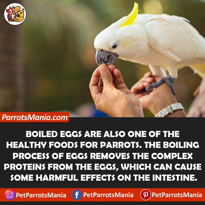 Parrots Eat Boiled Eggs