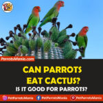 Can Parrots Eat Cactus?