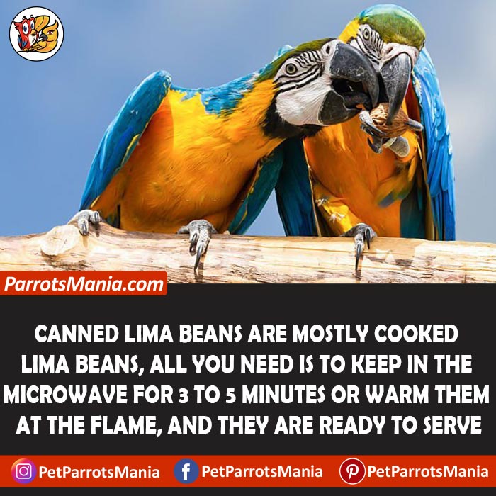 Parrots Eat Canned Lima Beans