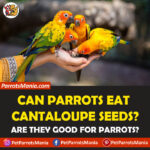 Can Parrots Eat Cantaloupe Seeds?