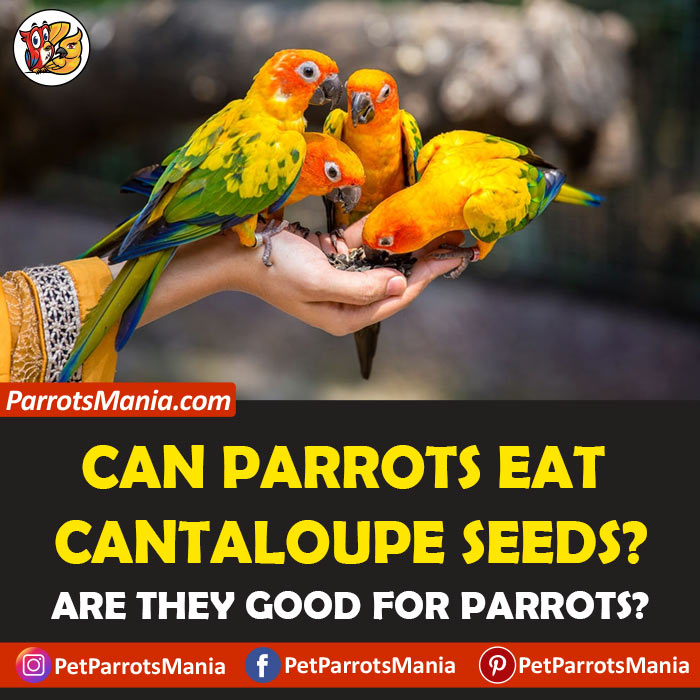 Parrots Eat Cantaloupe Seeds