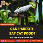 Can Parrots Eat Cat Food?