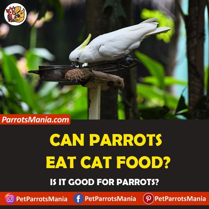 Parrots Eat Cat Food