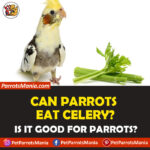 Can Parrots Eat Celery? Is it Healthy for Parrots?