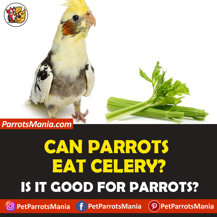 Parrots Eat Celery