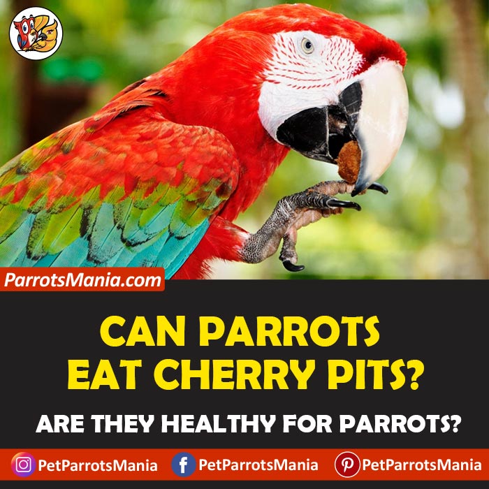 Parrots Eat Cherry Pits