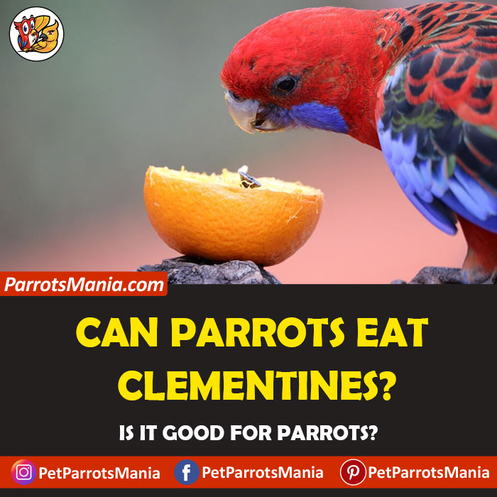 Parrots Eat Clementines