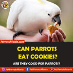 Can parrots eat cookies?