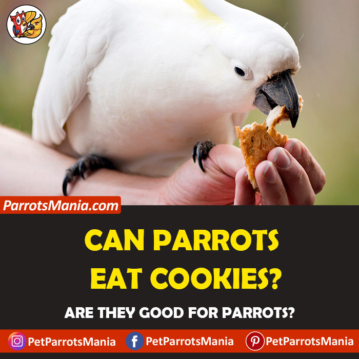 Parrots Eat Cookies