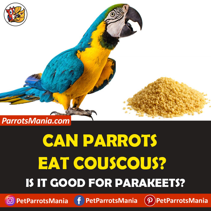 Parrots Eat Couscous