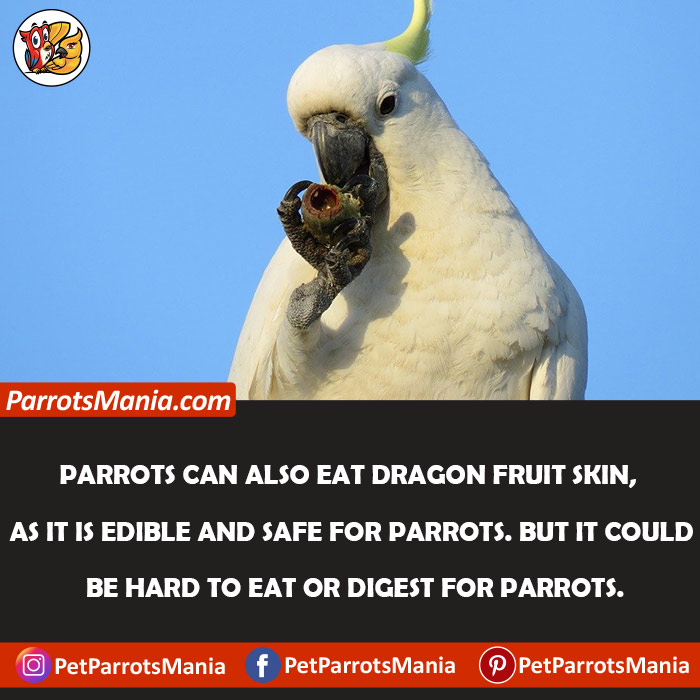 Parrots Eat Dragon Fruit Skin