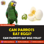 Can Parrots Eat Eggs? Is Egg Yolk Safe and Healthy for Them?