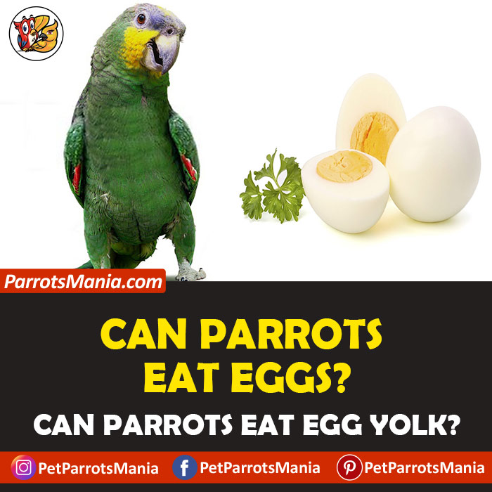 Parrots Eat Eggs
