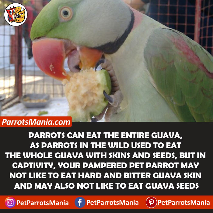 Parrots Eat Entire Guava