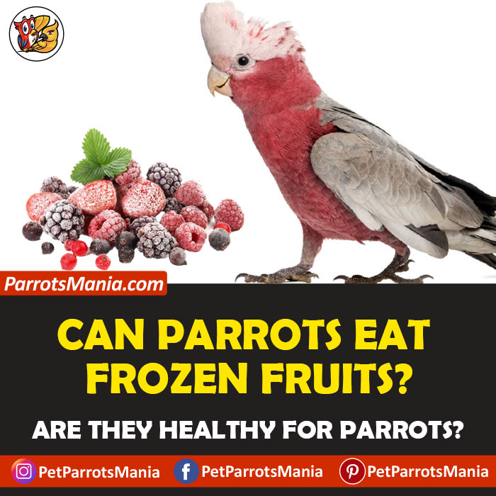 Parrots Eat Frozen Fruits