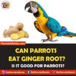 Can Parrots Eat Ginger Root?