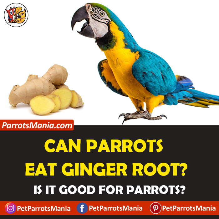 Parrots Eat Ginger Root